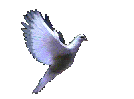 colombe